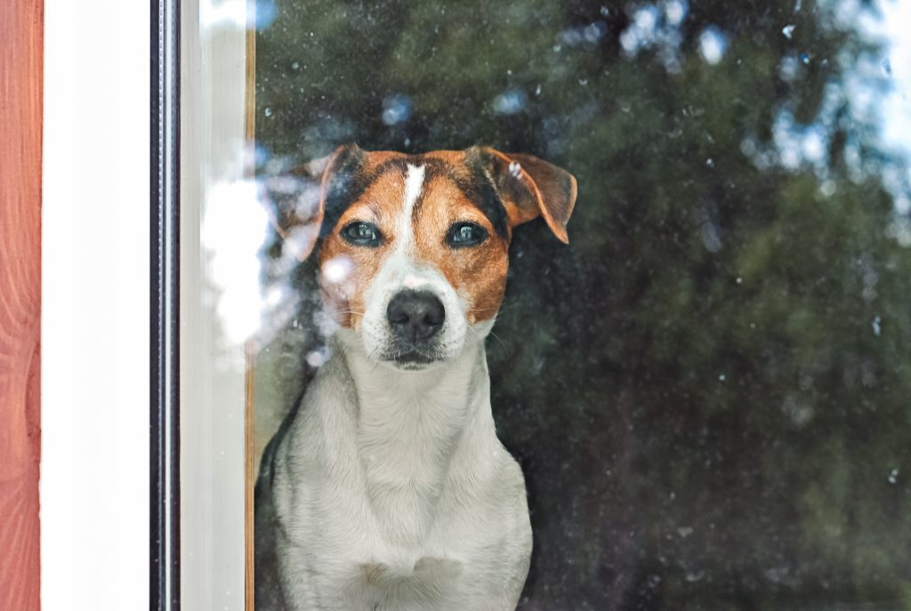 Alert,Jack,Russell,Terrier,Gazes,Through,A,Glass,Door.,Waiting