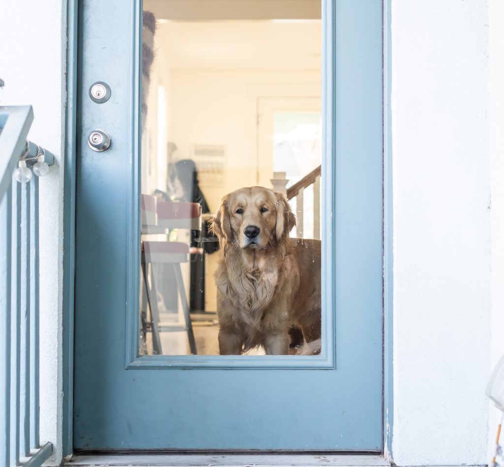 A,Golden,Retriever,Stands,Inside,A,Home,,Looking,Through,A,GlassWindow